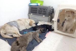 Se realizó la castración de felinos y caninos en Colonia Hughes