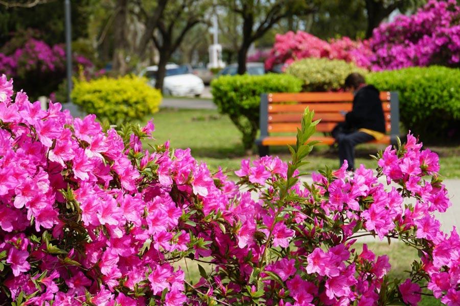 Sigue vigente la edición 2022 del concurso de jardines en Colón