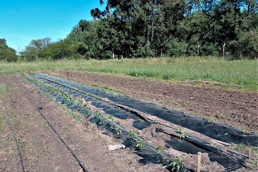 <strong>Se producen en Colón hortalizas sanas a partir de buenas prácticas agrícolas</strong>