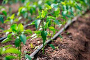 Capacitación en horticultura y fruticultura