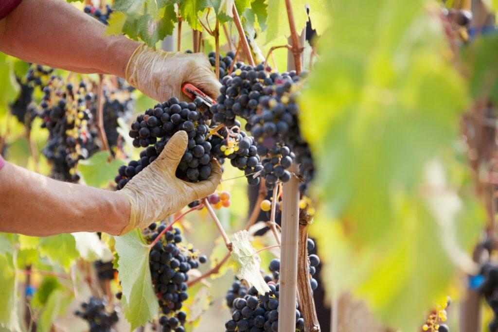 Colón convoca a una Ronda de Negocios para vincular a bodegas locales con el sector turístico y gastronómico