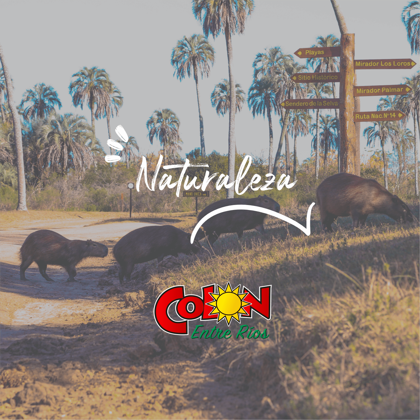 Naturaleza, una de las seis caras del Dado de la Paz de Colón